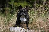 BOULEDOGUE FRANCAIS 875